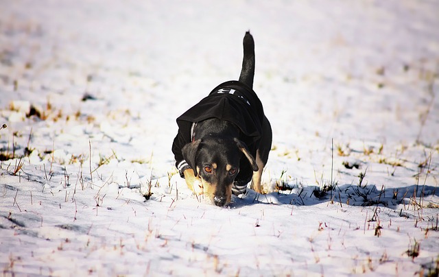 雪解けの匂いをかぐ犬